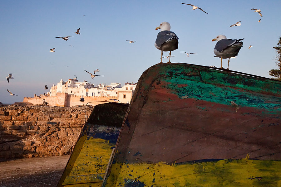  Fishing harbour Essaouira   Morocco